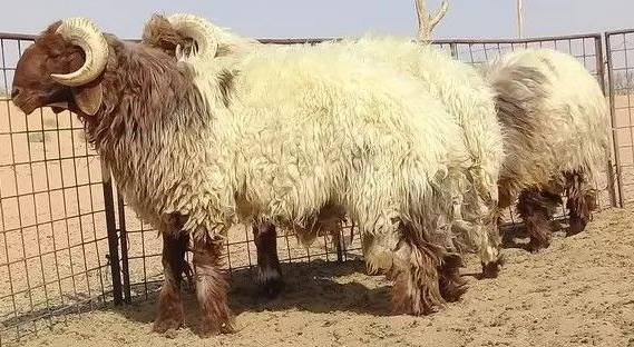 خروف العيد