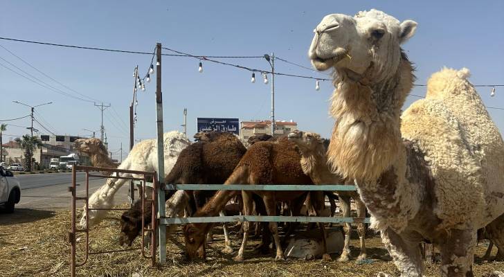 الجمال في مدينة الرمثا