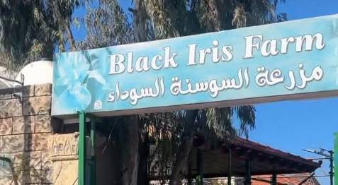 مزرعة السوسنة السوداء