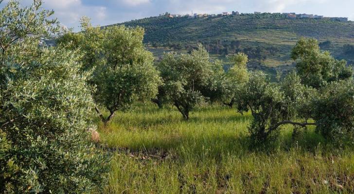 استراتيجية أمانة عمان ترفع نصيب الفرد من المساحات الخضراء إلى 4.25 متر مربع في 2026