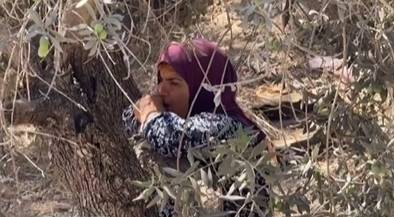 سيدة فلسطينية تودع شجرة الزيتون