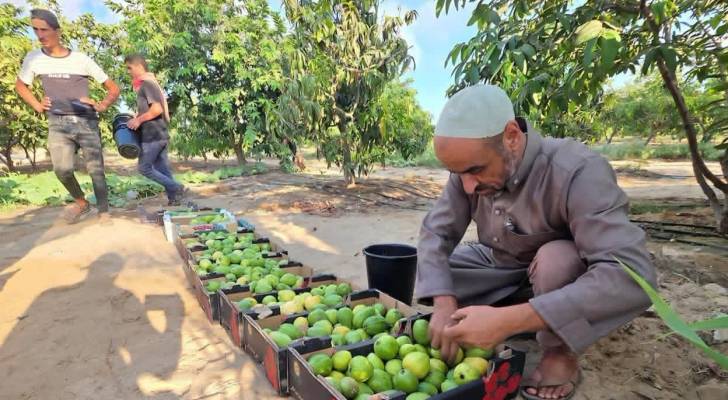 موسم الجوافة في قطاع غزة