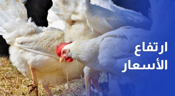 الصناعة والتجارة تكشف لـ"رؤيا" أسباب ارتفاع أسعار الدواجن في الأردن