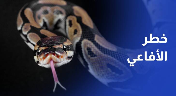 خطر الأفاعي السامة يعود مع ارتفاع درجات الحرارة ودعوات للحذر