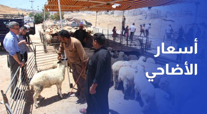 أسعار الأضاحي تحلق في الأسواق المحلية ..المواطن يترقب