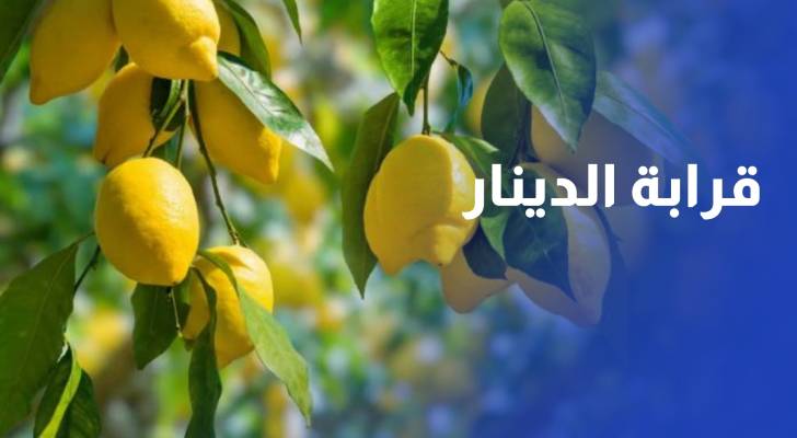 قرابة الدينار.. انخفاض على كيلو الليمون في السوق المركزي للخضار والفواكه