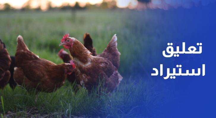 الأردن يعلق استيراد الدجاج البرازيلي بسبب إنفلونزا الطيور