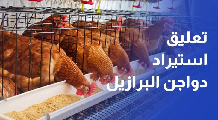تداعيات تعليق استيراد الدجاج من البرازيل على الأسعار وحاجة السوق المحلية