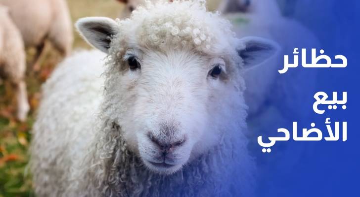 أمانة عمان تحدد مواقع حظائر بيع الأضاحي وتستقبل الطلبات إلكترونيا