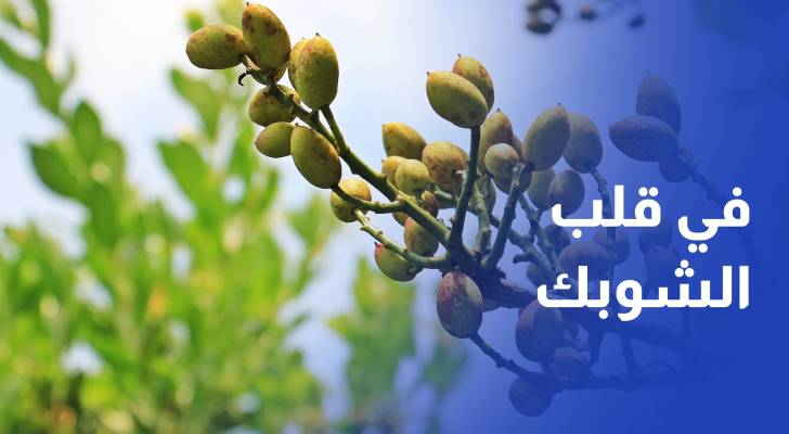 زراعة الفستق الحلبي في الشوبك خطوة جديدة نحو اقتصاد زراعي متنوع