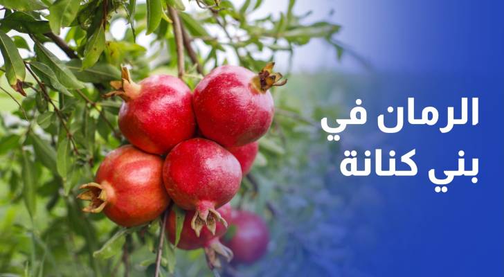 شح المياه وتردي الطرق يهددان قطاع الرمان في بني كنانة