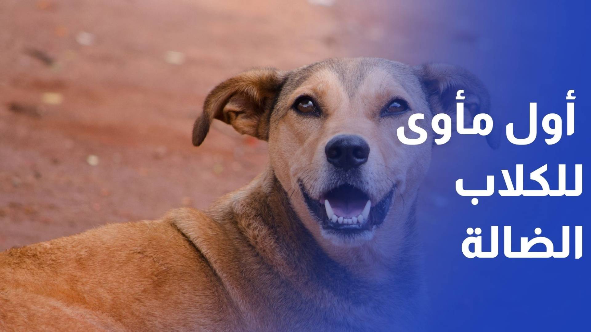 إربد.. توقيع اتفاقية لتأسيس أول مأوى للكلاب الضالة لتعزيز السلامة والرعاية المجتمعية