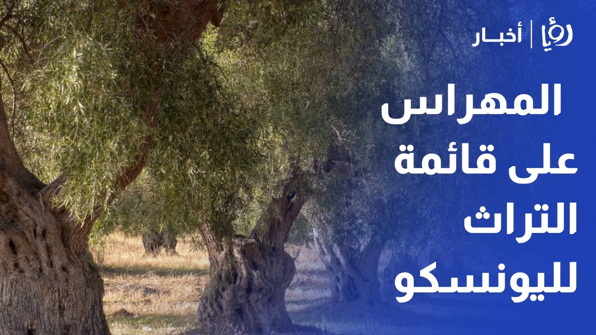 ادراج شجرة زيتون المهراس على قائمة التراث العالمي لليونسكو