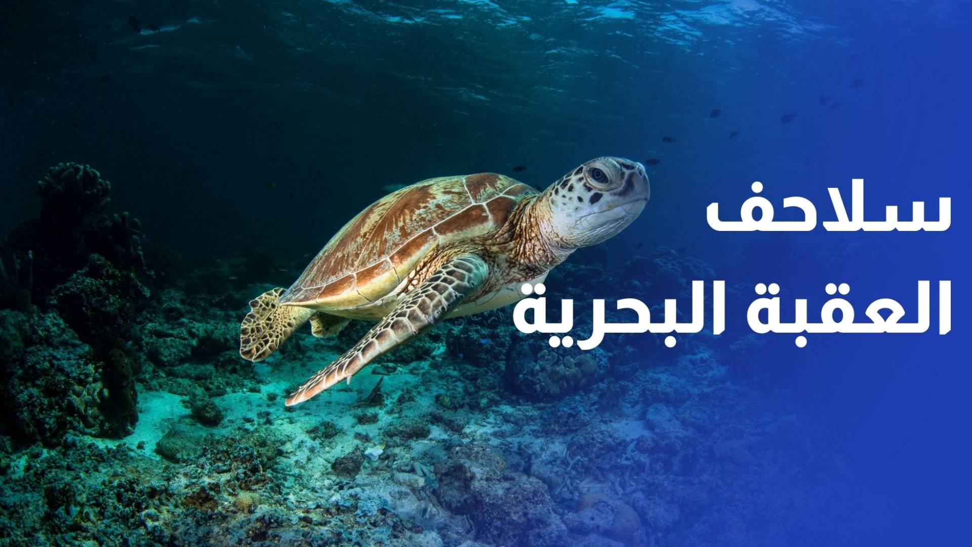 حمايتها من الانقراض.. اختتام مشروع استعادة السلاحف البحرية على ساحل العقبة