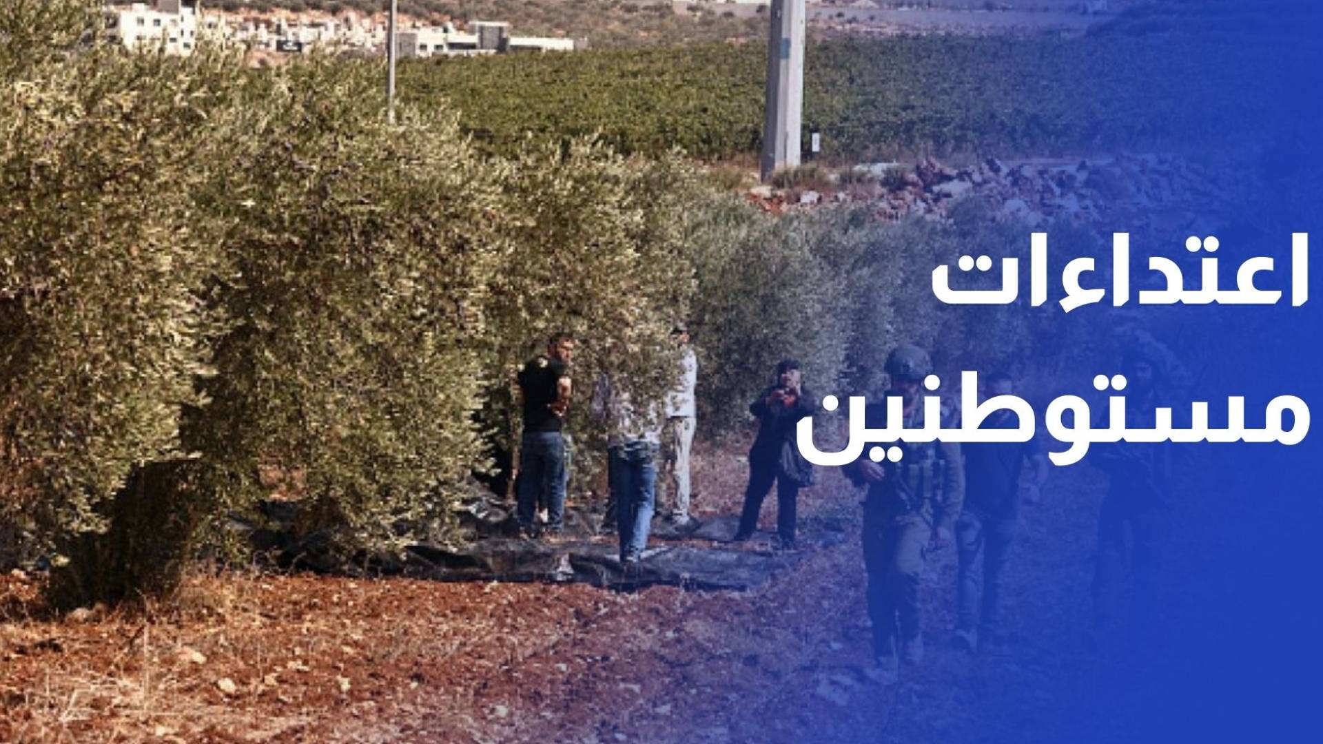 عصابات المستوطنين تقطع عشرات أشجار الزيتون في قرية مخماس