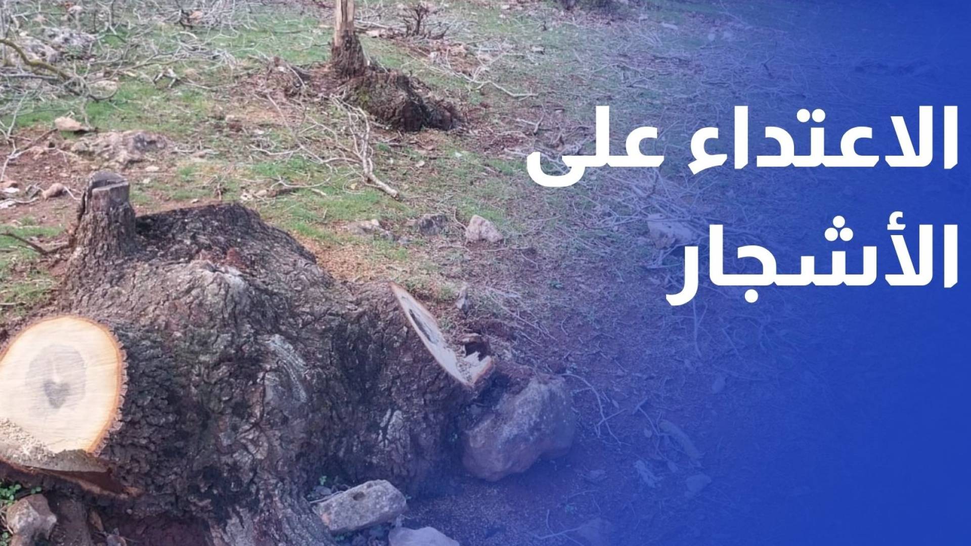 الاعتداء على أشجار حرجية معمرة ونادرة في منطقة سوس - راسون بعجلون