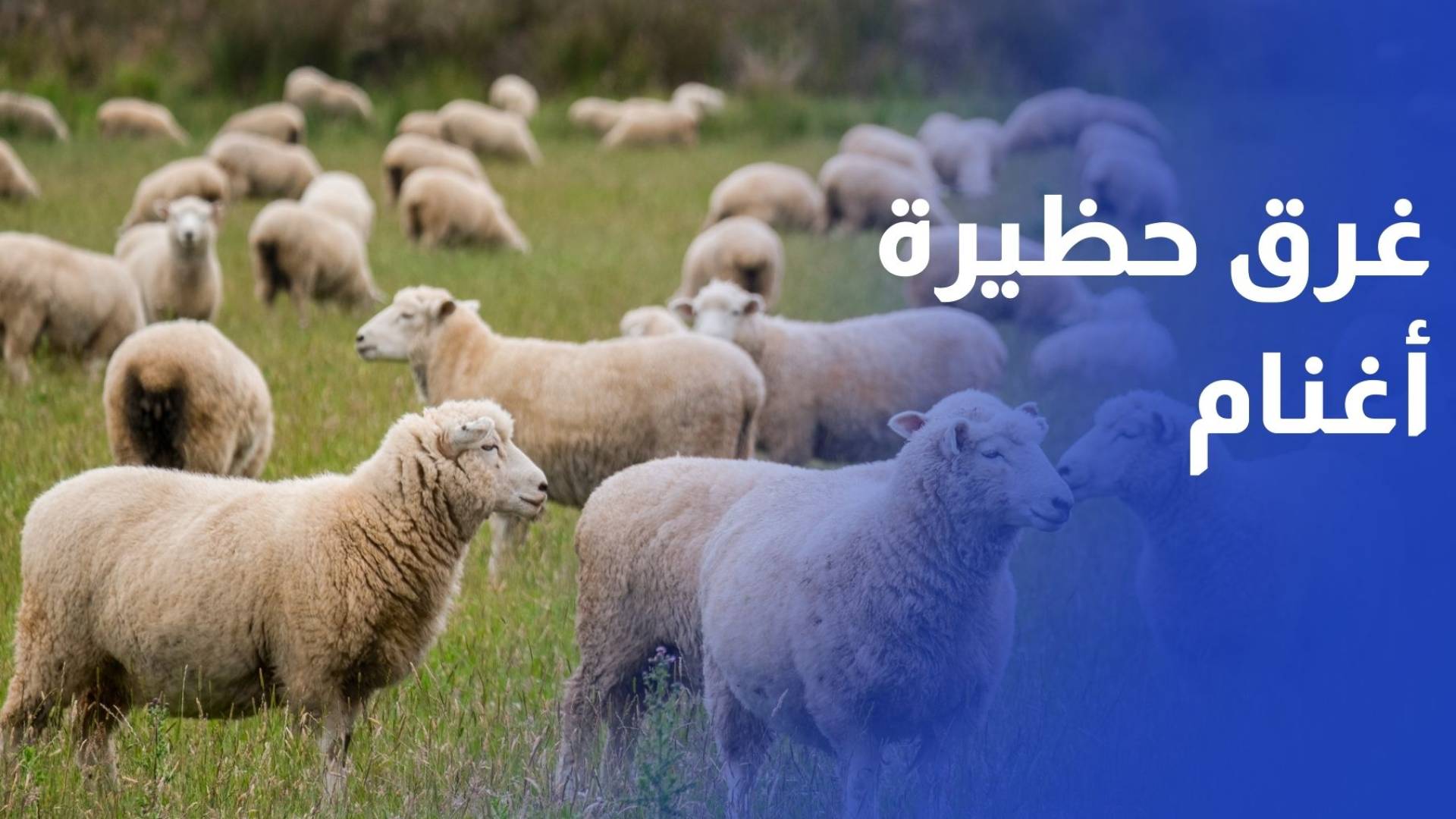 السيول تداهم حظيرة أغنام وتتسبب بنفوق أكثر من 65 رأسا