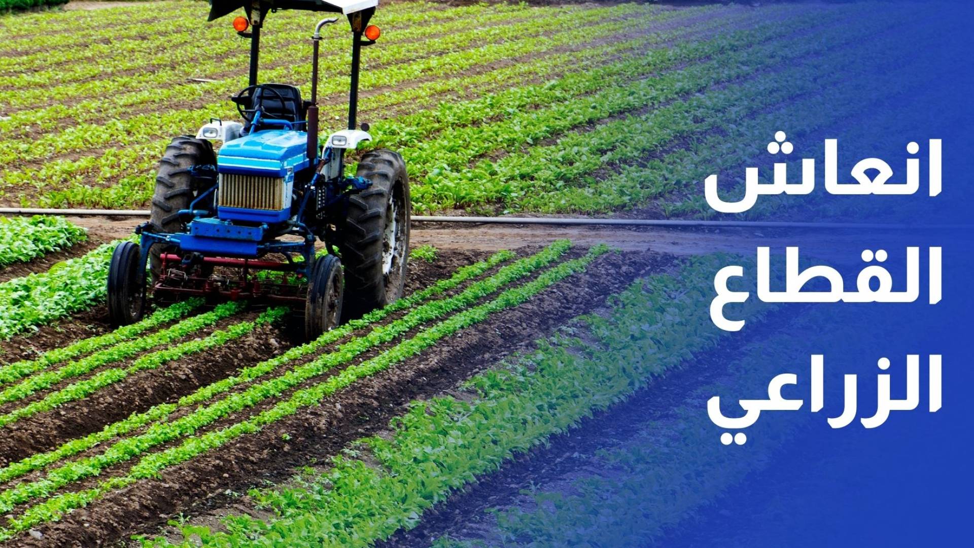 من المزارع إلى الأسواق.. أمطار غير مسبوقة تنعش القطاع الزراعي في إربد