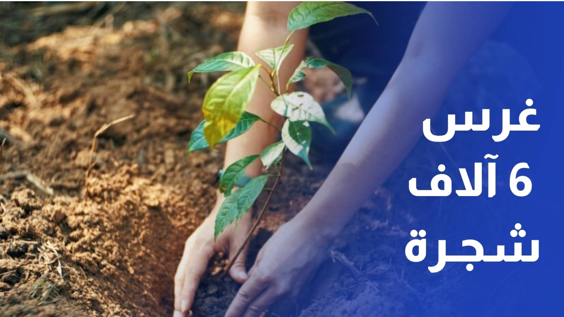 ضمن الحملة الوطنية للتشجير والتخضير.. غرس 6 آلاف شجرة في لواء الرصيفة