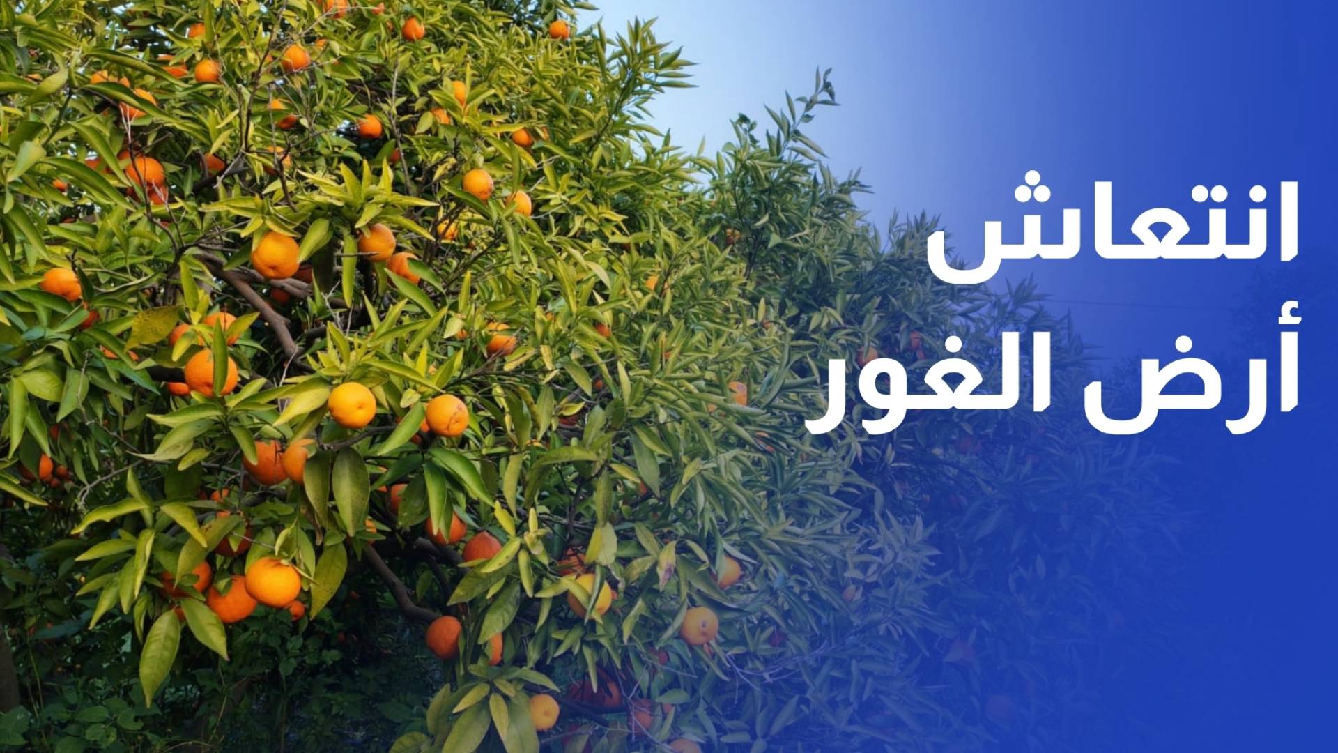 حمضيات الأغوار الشمالية.. موسم ينعش الأرض ويحيي سبل العيش