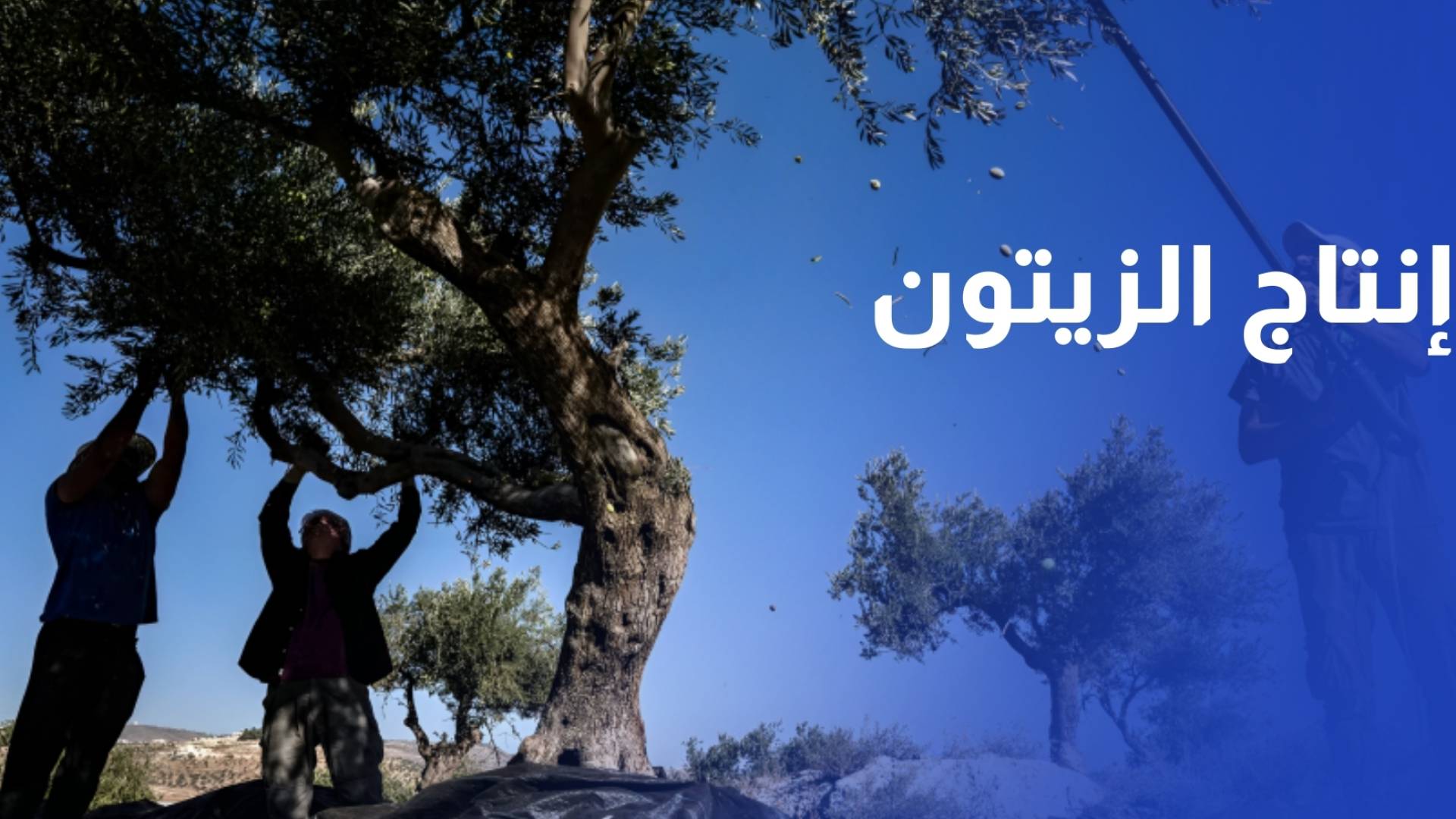 الإحصاءات تراجع إنتاج الزيتون والزيت بأكثر من النصف في موسم العام الحالي