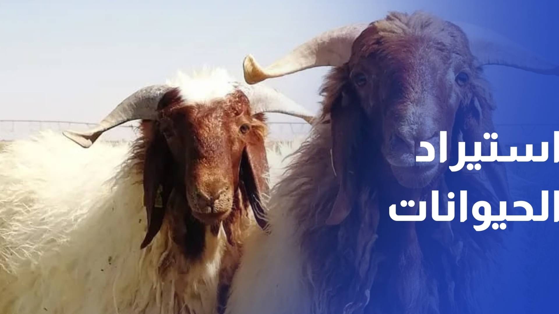 الزراعة توقف تصدير الخراف وتفتح مناشئ جديدة للاستيراد الحيوانات الحية