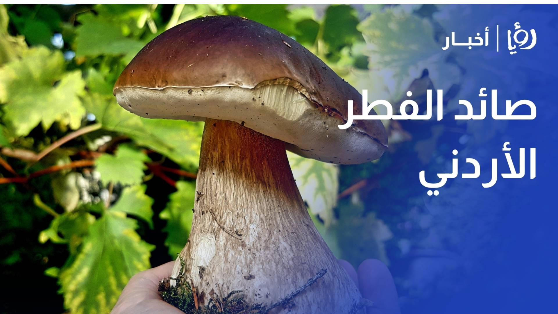 "رؤيا" ترافق صائد الفطر الأردني في رحلة البحث عن "كنوز الأرض" بين الخبرة والمخاطر