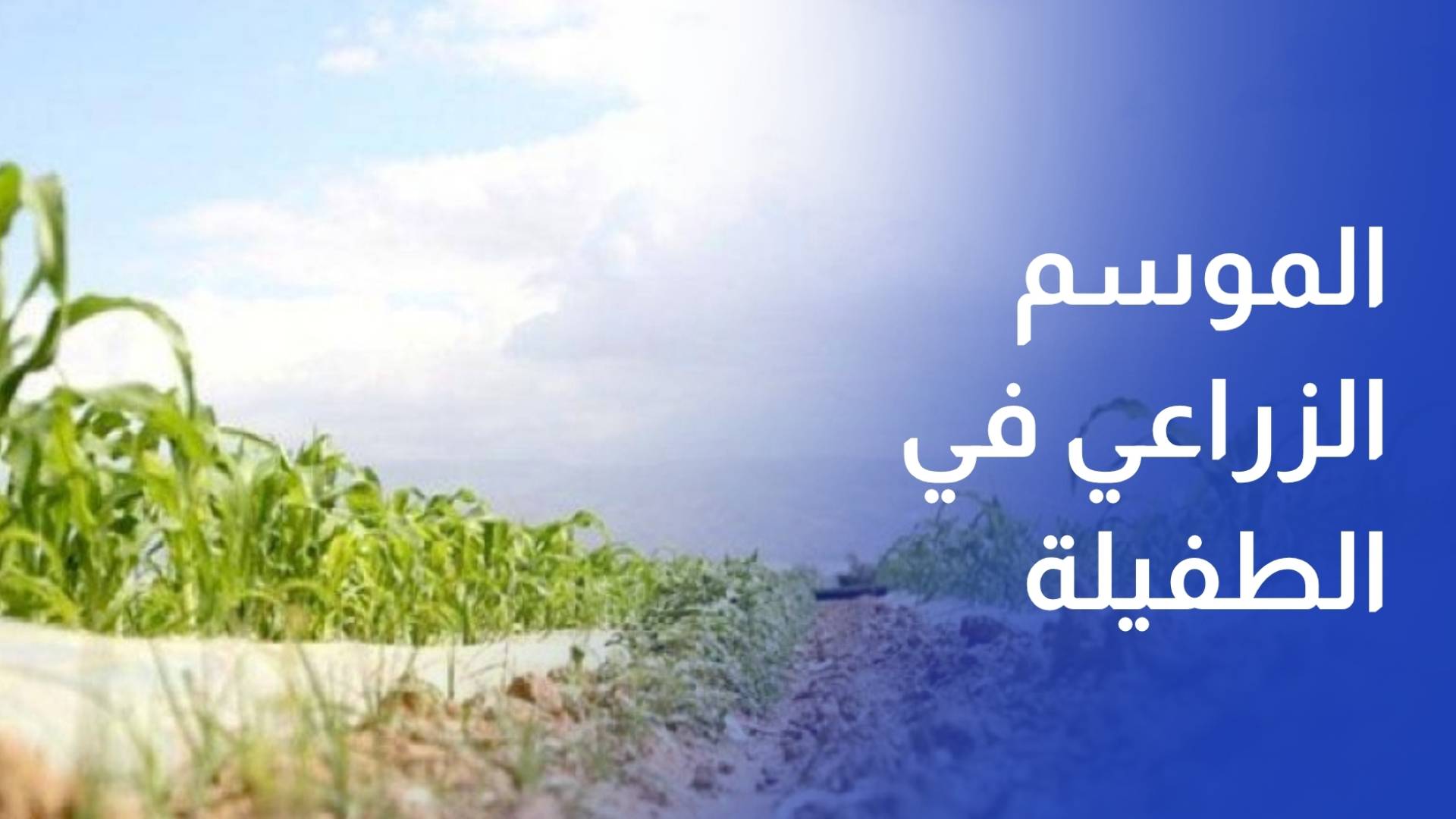 تحسن الموسم الزراعي في الطفيلة بعد سنوات جفاف وسط تحديات اقتصادية