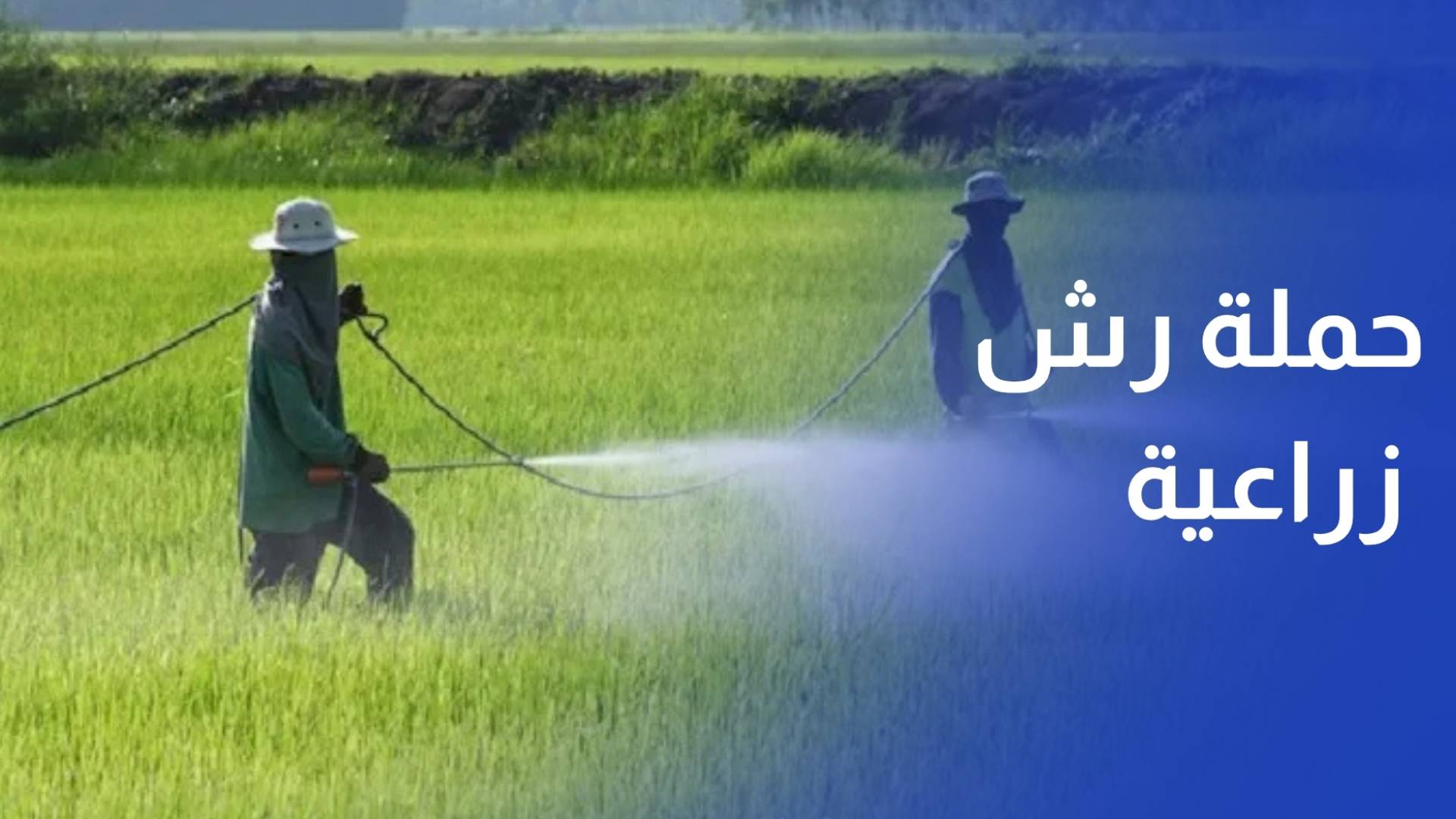 حملة رش زراعية واسعة لحماية المحاصيل من الآفات بعد التقلبات الجوية