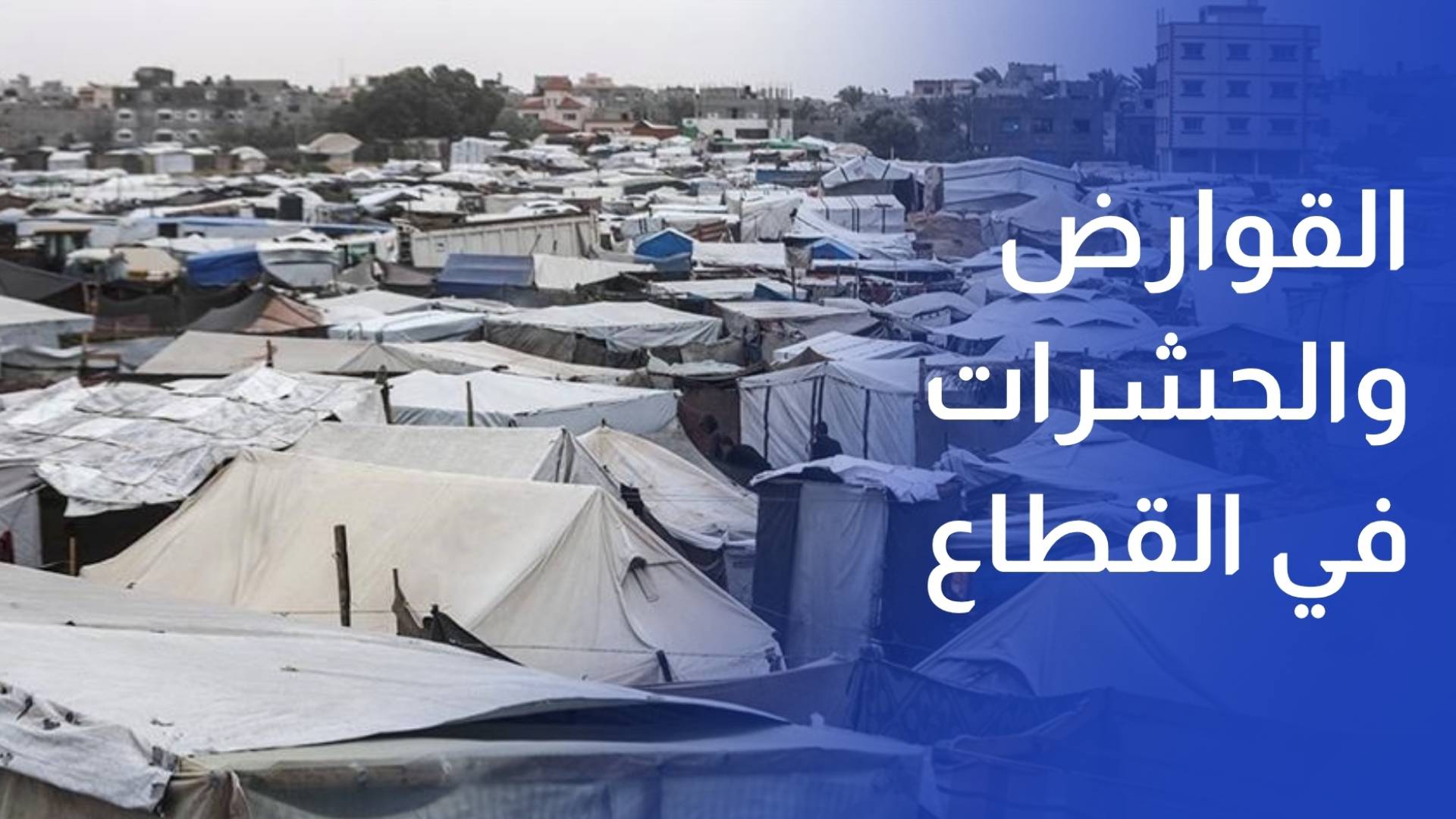 القوارض والحشرات تهدد حياة النازحين