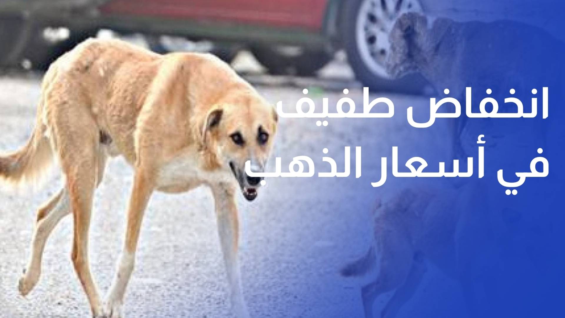 خطر يتزايد.. كلاب ضالة تعقر 4 أشخاص بينهم طفلة في المفرق