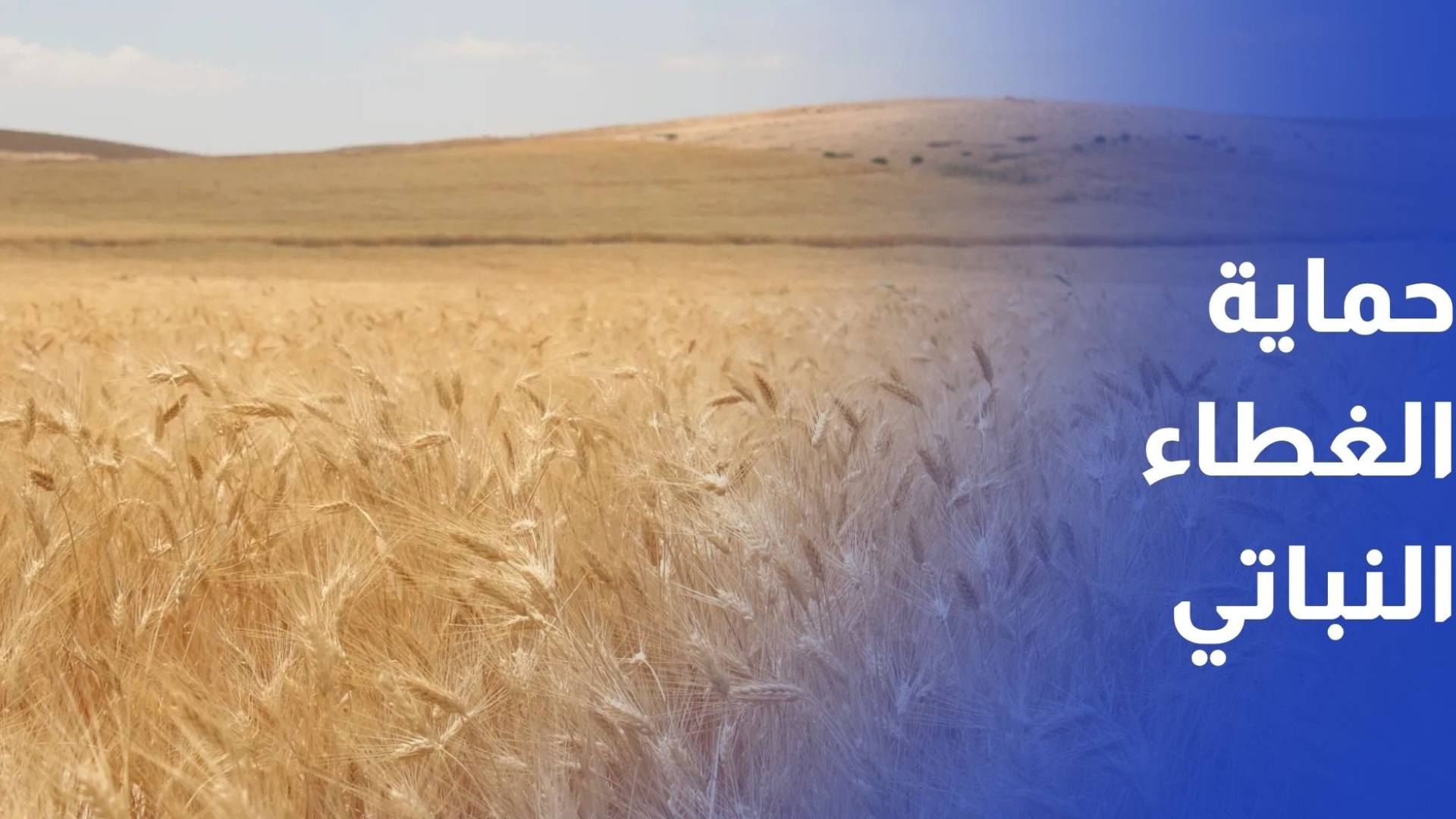 تأهب لمواجهة حرائق الصيف.. خطة طوارئ شاملة لحماية الغطاء النباتي