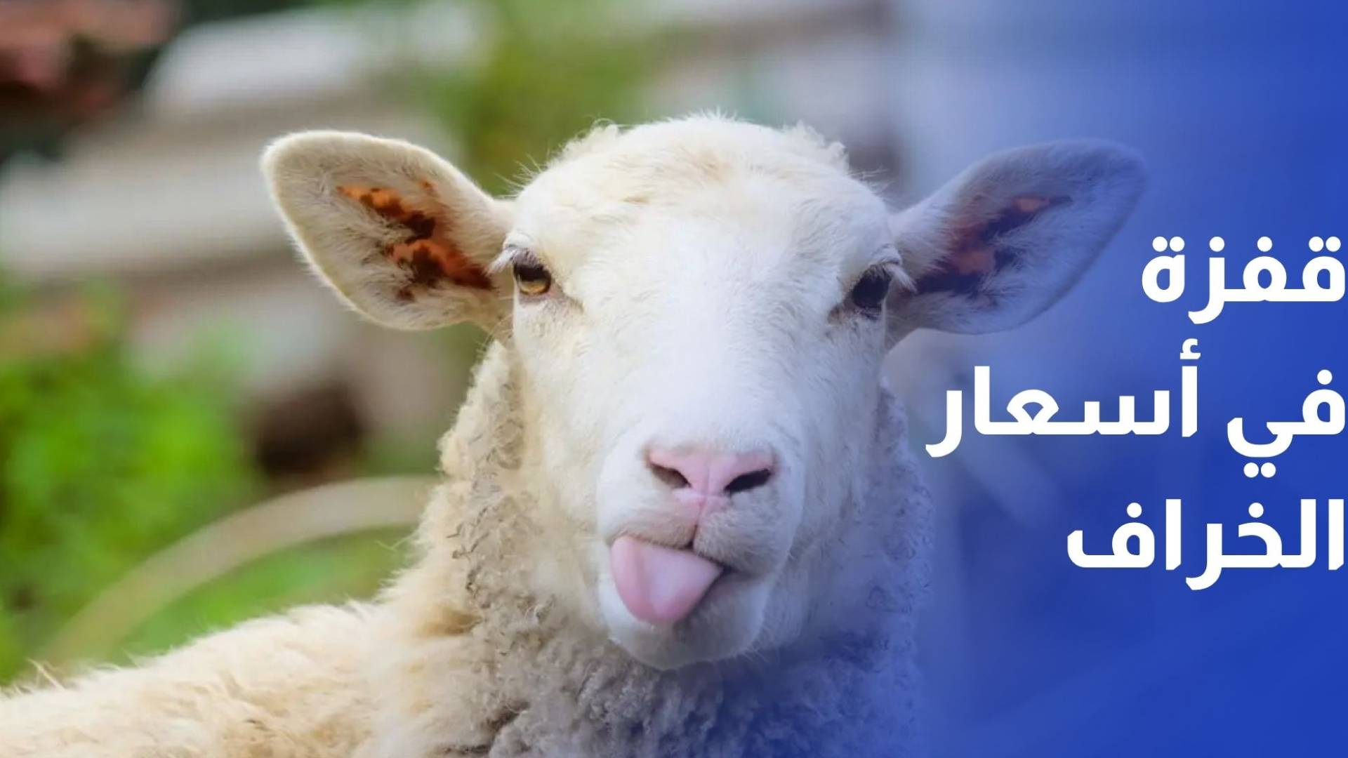 قفزة غير مسبوقة في أسعار الخراف تربك الأسواق وتثير قلق التجار والمواطنين