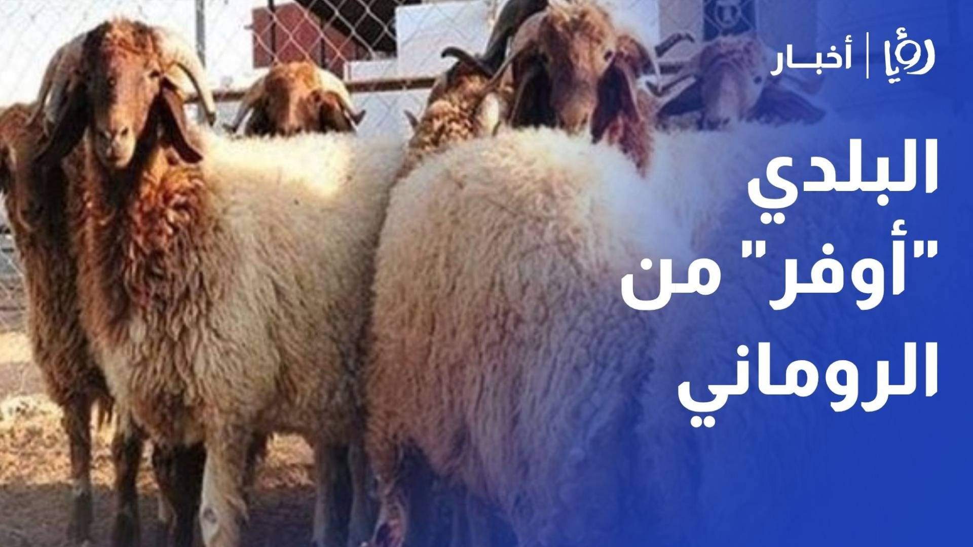 جمعية المواشي لـ"رؤيا": لا صحة لبلوغ الأضاحي 400 دينار.. والبلدي "أوفر" من الروماني لأول مرة