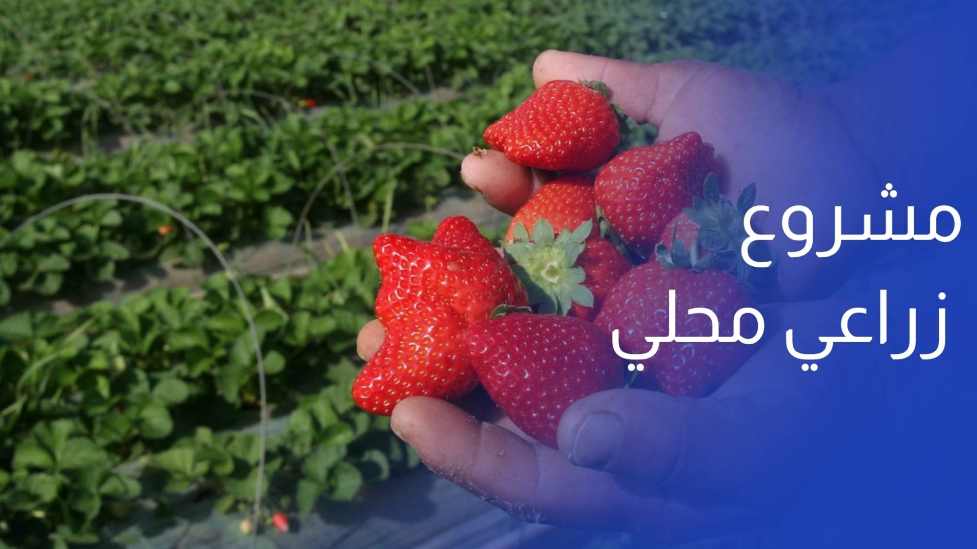 الفراولة تزدهر شمالا.. مشروع  زراعي محلي واعد بطموح إقليمي