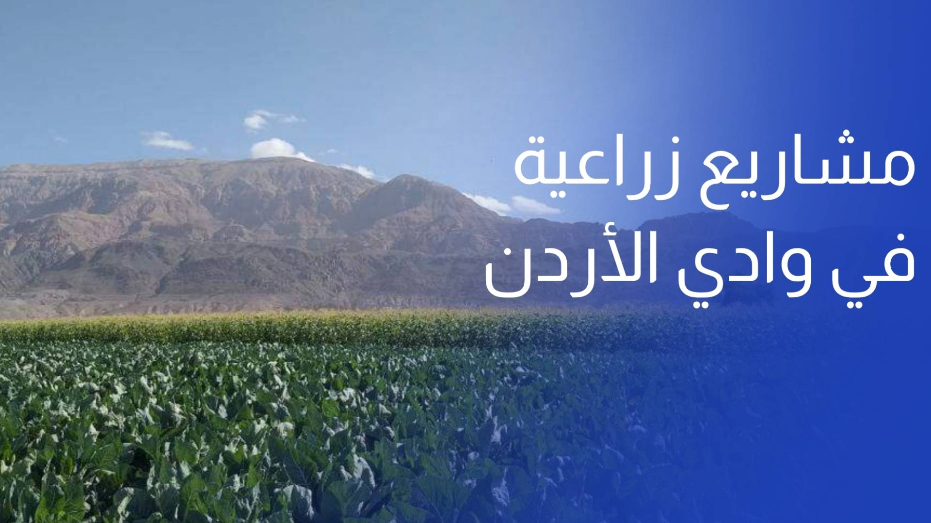 الحيصة مشاريع زراعية ريادية في وادي الأردن تعزز الأمن الغذائي وإدارة المياه