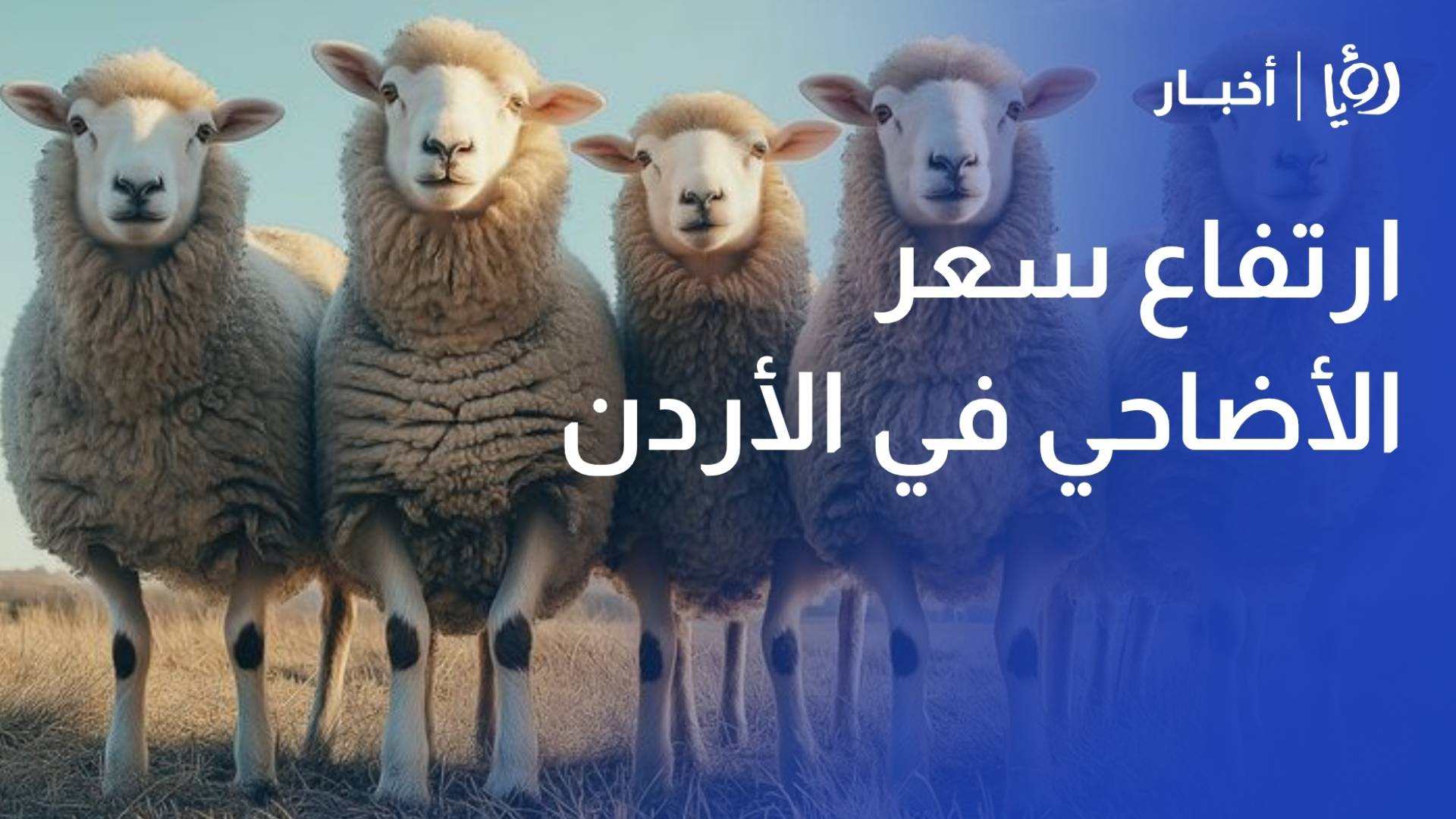 اتحاد المزارعين يحذر من "تجار الأزمات": أسعار الأضاحي قد تقفز إلى 6 دنانير للكيلو