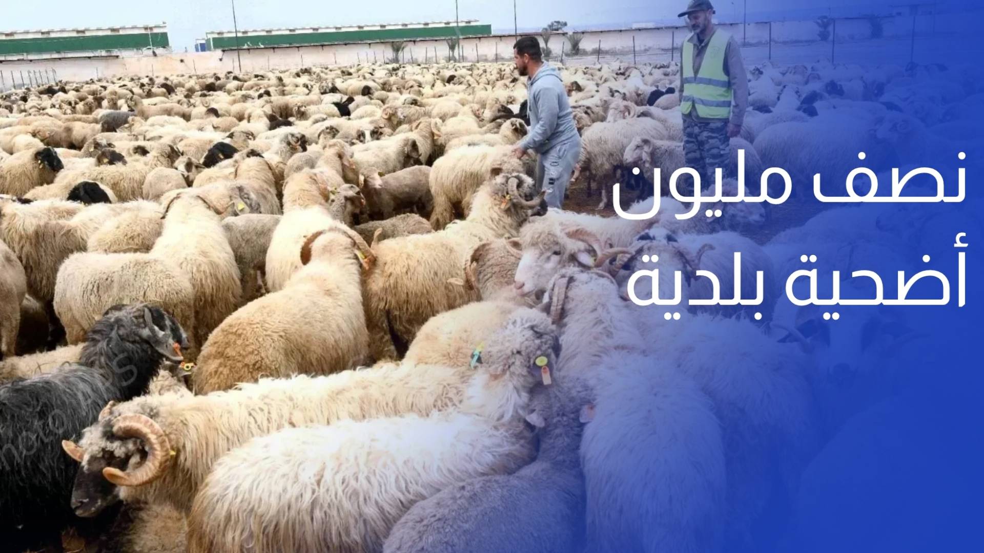 نصف مليون أضحية بلدية وأكثر من 250 ألف مستوردة لتغطية طلب عيد الأضحى