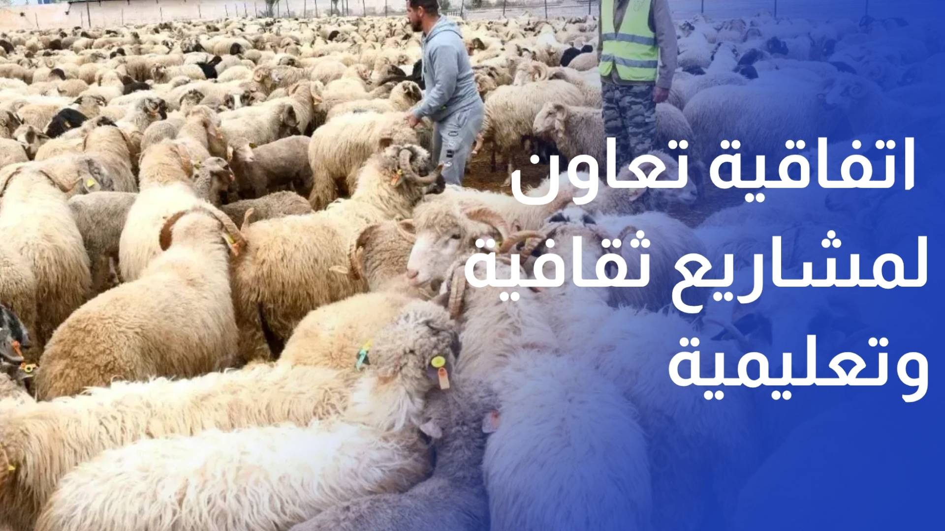 نصف مليون أضحية بلدية وأكثر من 250 ألف مستوردة لتغطية طلب عيد الأضحى