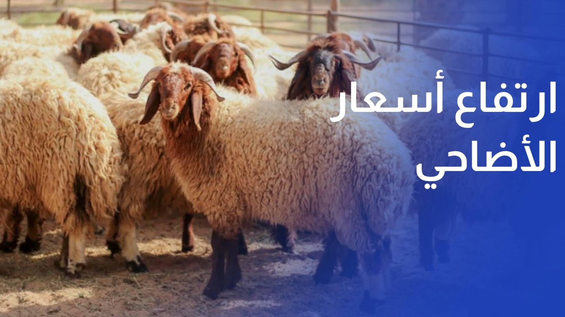 ارتفاع أسعار الأضاحي في إربد يضعف القدرة الشرائية قبيل العيد