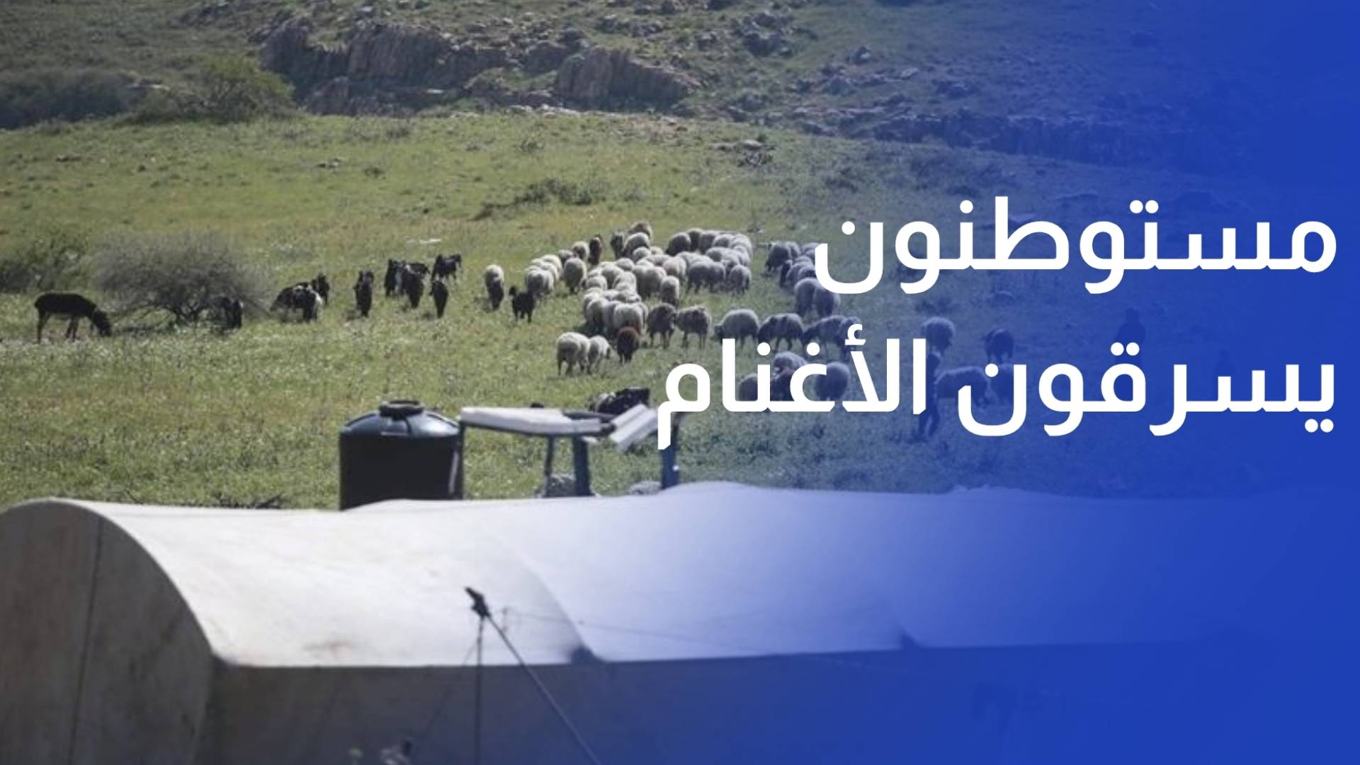 مستوطنون يسرقون مئات رؤوس الأغنام من الفلسطينيين شمال رام الله
