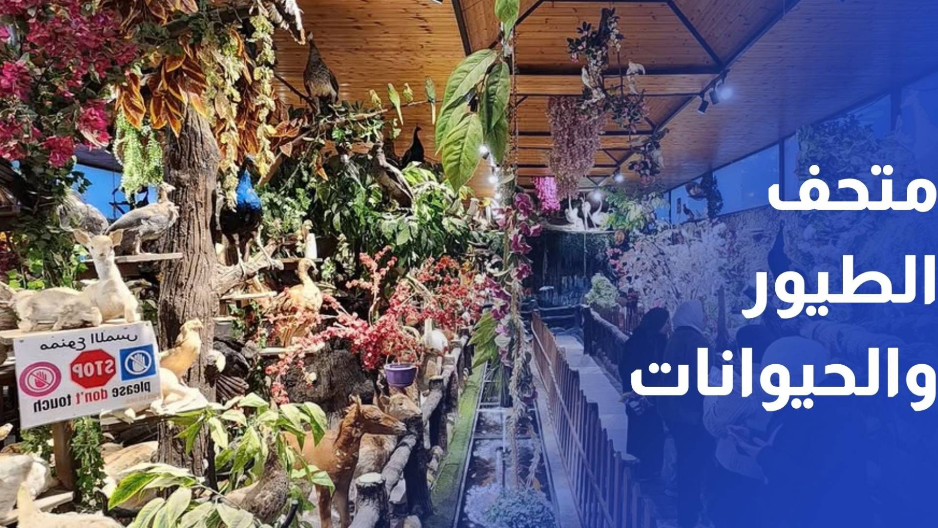 متحف الطيور والحيوانات المحنطة
