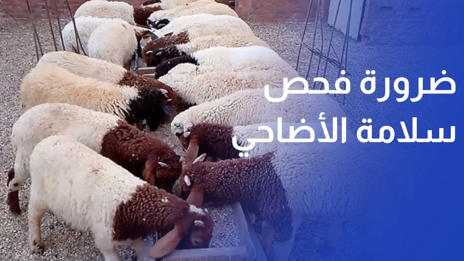 حماية المستهلك تؤكد ضرورة فحص سلامة الأضاحي قبل شرائها