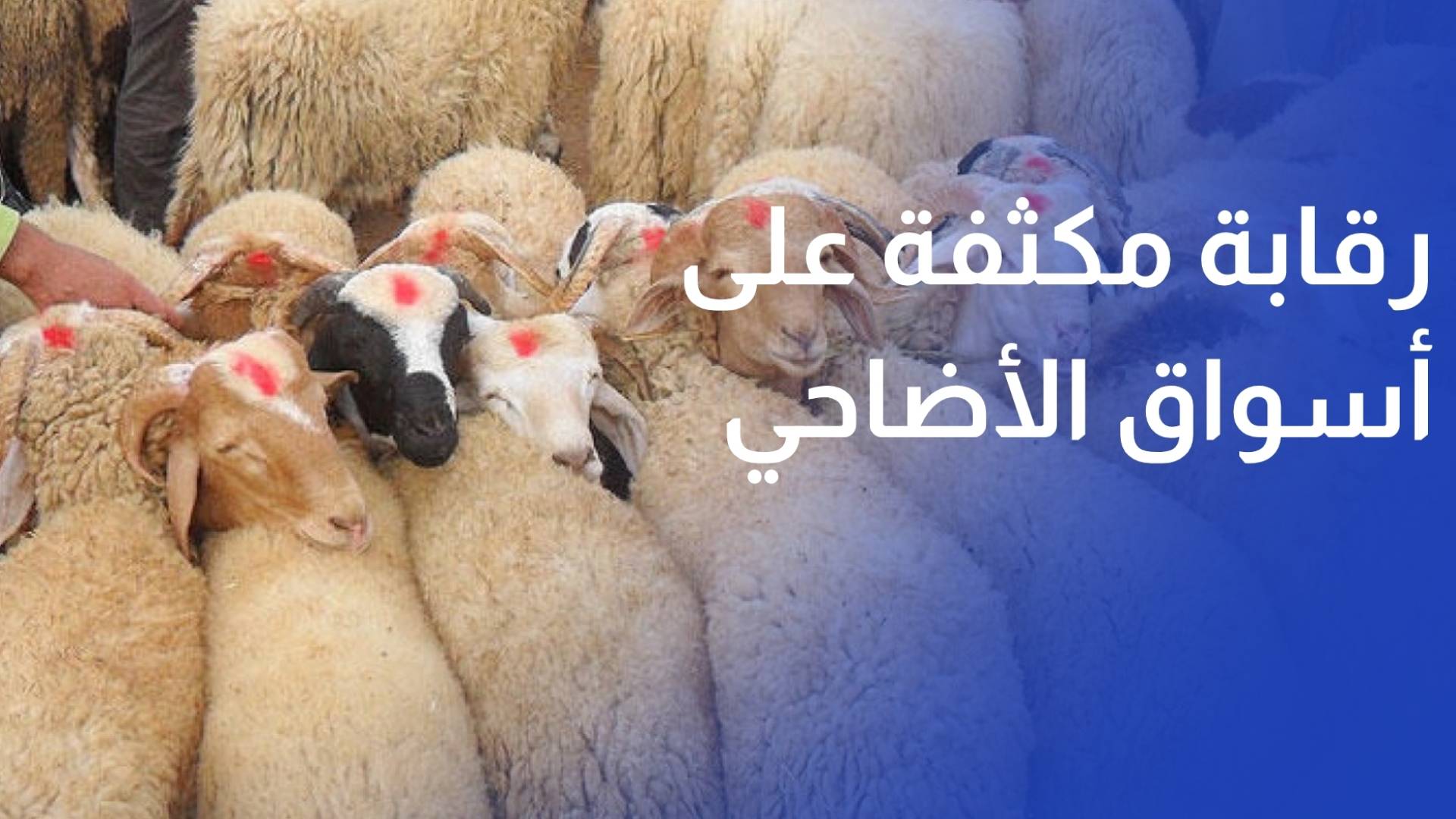 المواصفات والمقاييس تبدأ رقابة مكثفة على أسواق الأضاحي