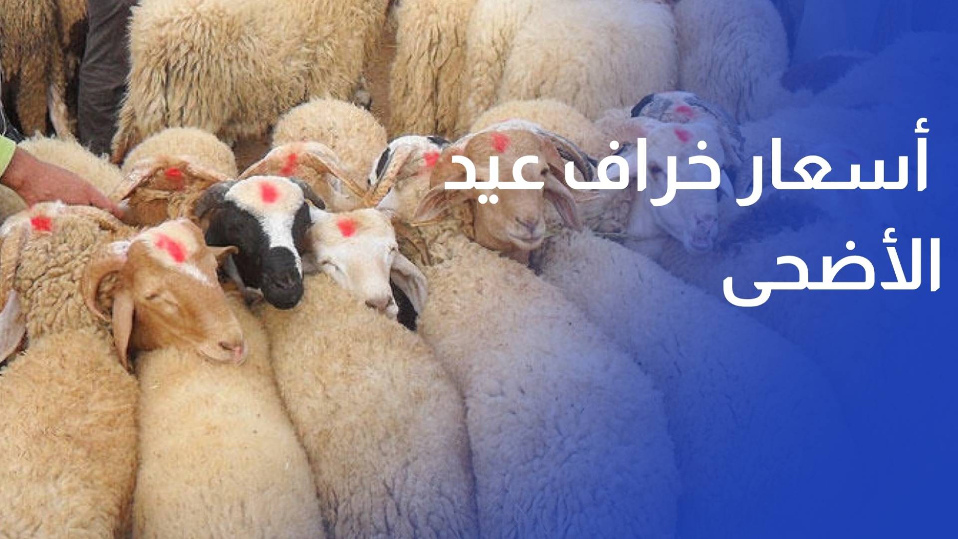 تراجع واردات المواشي يرفع أسعار خراف عيد الأضحى في ساحل العاج