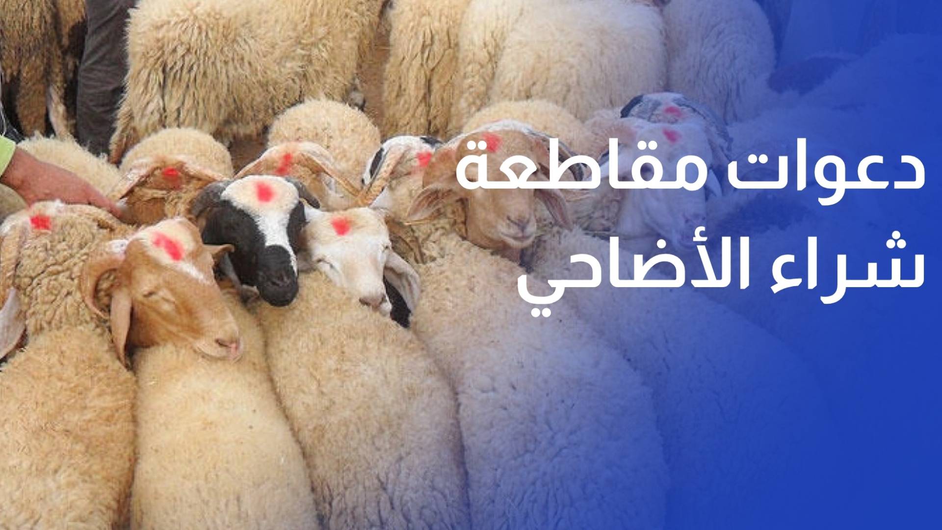 دعوات في المغرب لمقاطعة شراء الأضاحي لارتفاع أسعارها