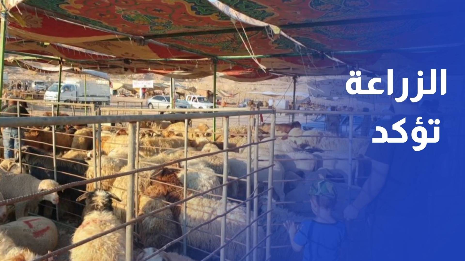 وزارة الزراعة تؤكد جاهزية السوق لتلبية احتياجات المواطنين من الأضاحي