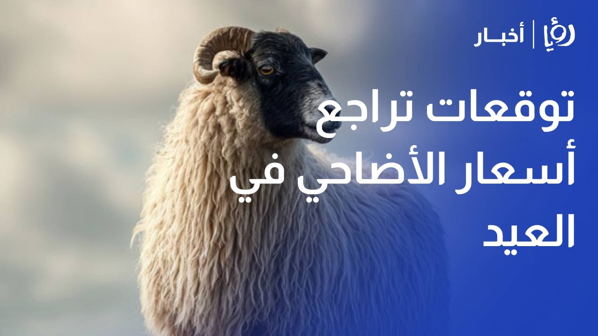 رئيس مربي المواشي: الأضاحي البلدية أرخص من المستورد وتوقعات بتراجع أسعارها بالعيد