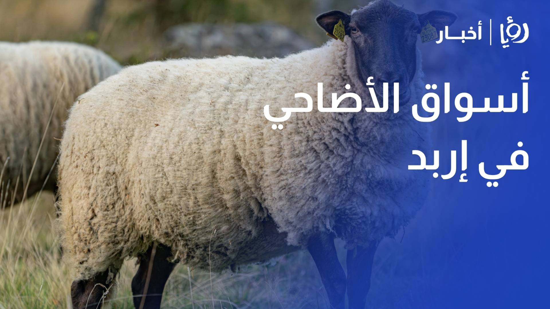 أسواق الأضاحي في إربد