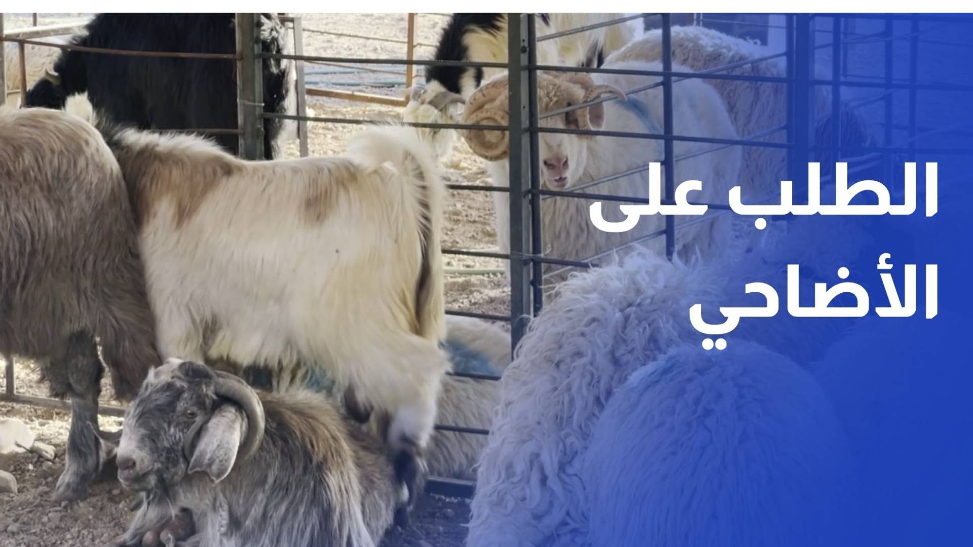 أمانة عمان تؤكد جاهزية الأسواق لتلبية الطلب على الأضاحي